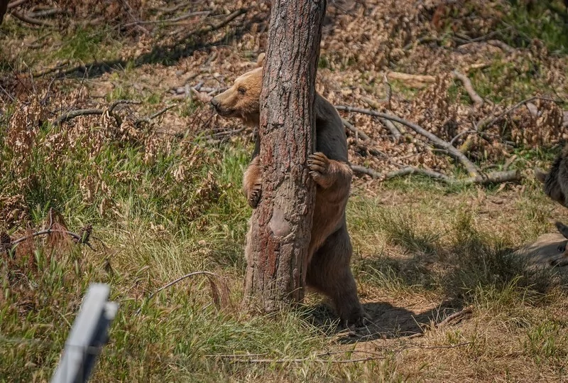 Bursa Karacabey ayı barınağının sakinleri sıcak havalarda özel gıdalarla besleniyor