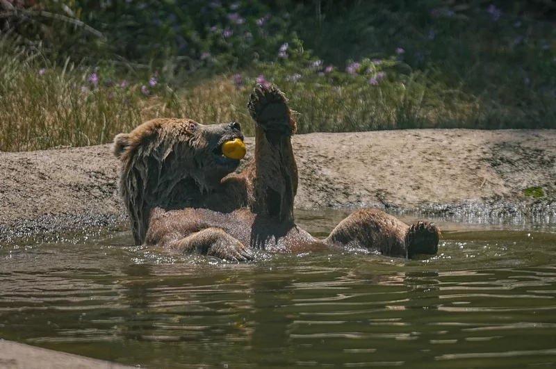 Bursa Karacabey ayı barınağının sakinleri sıcak havalarda özel gıdalarla besleniyor