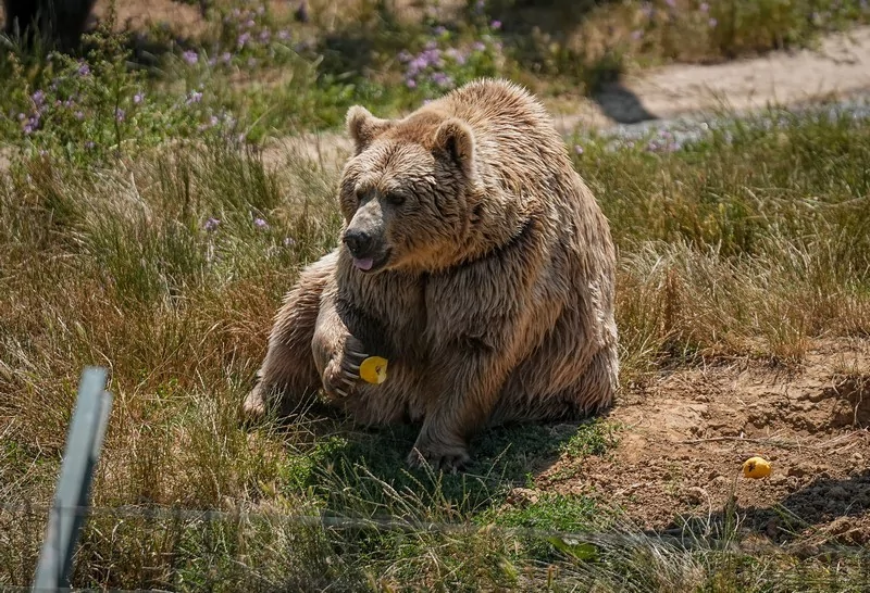 Bursa Karacabey ayı barınağının sakinleri sıcak havalarda özel gıdalarla besleniyor