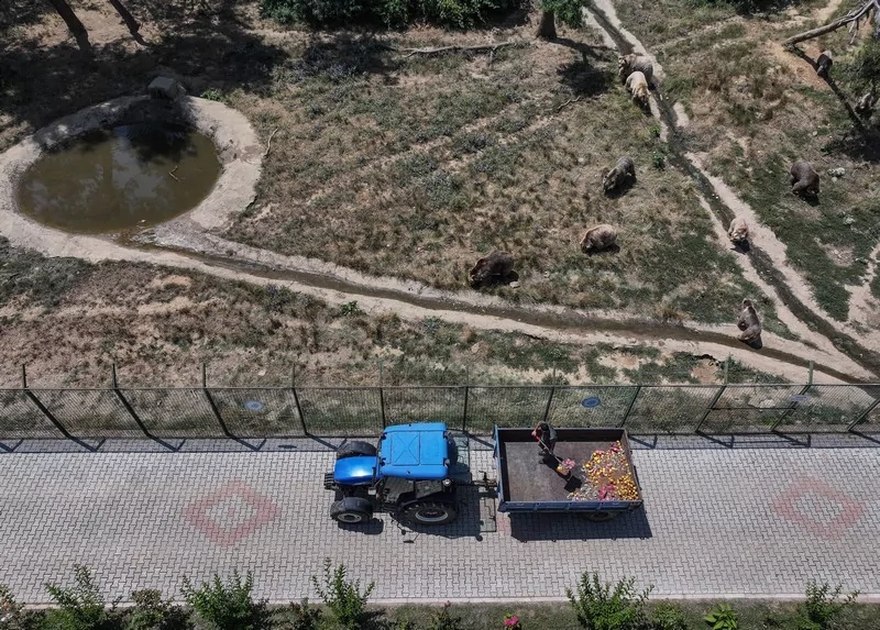 Bursa Karacabey ayı barınağının sakinleri sıcak havalarda özel gıdalarla besleniyor