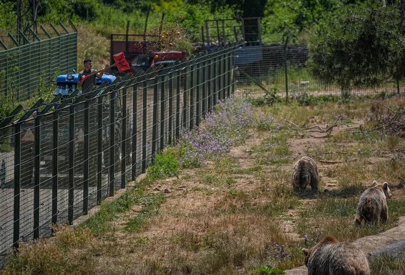 Bursa Karacabey ayı barınağının sakinleri sıcak havalarda özel gıdalarla besleniyor