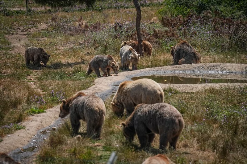 Bursa Karacabey ayı barınağının sakinleri sıcak havalarda özel gıdalarla besleniyor