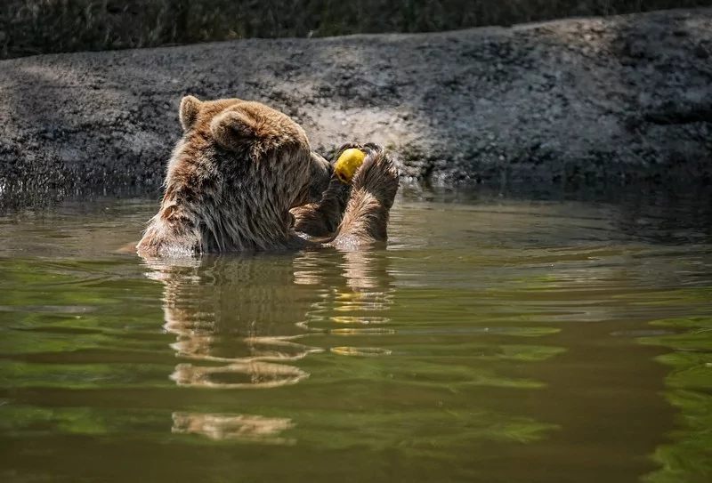 Bursa Karacabey ayı barınağının sakinleri sıcak havalarda özel gıdalarla besleniyor