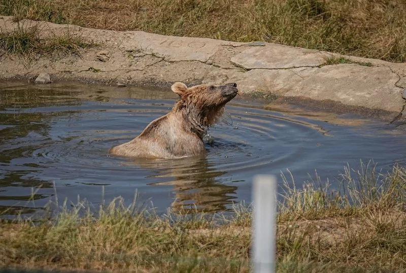 Bursa Karacabey ayı barınağının sakinleri sıcak havalarda özel gıdalarla besleniyor
