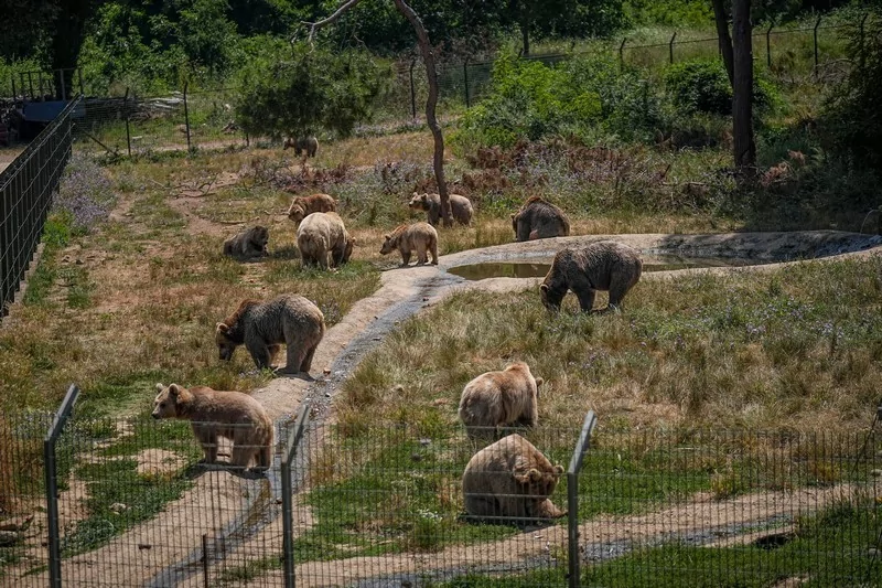 Bursa Karacabey ayı barınağının sakinleri sıcak havalarda özel gıdalarla besleniyor