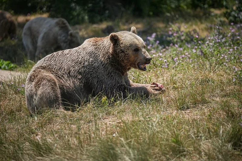 Bursa Karacabey ayı barınağının sakinleri sıcak havalarda özel gıdalarla besleniyor