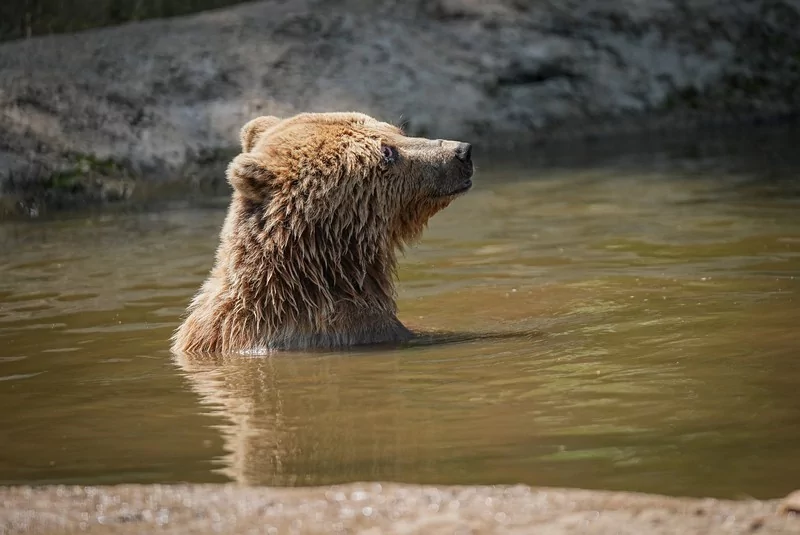 Bursa Karacabey ayı barınağının sakinleri sıcak havalarda özel gıdalarla besleniyor