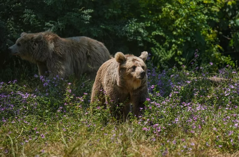 Bursa Karacabey ayı barınağının sakinleri sıcak havalarda özel gıdalarla besleniyor