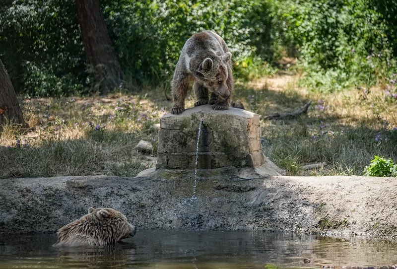 Bursa Karacabey ayı barınağının sakinleri sıcak havalarda özel gıdalarla besleniyor