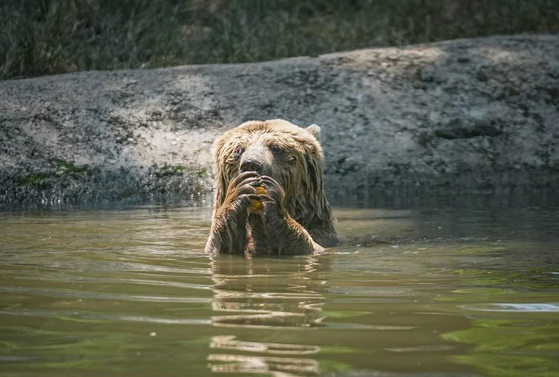 Bursa Karacabey ayı barınağının sakinleri sıcak havalarda özel gıdalarla besleniyor