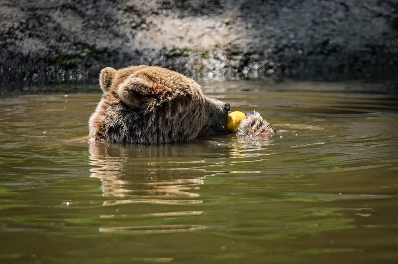 Bursa Karacabey ayı barınağının sakinleri sıcak havalarda özel gıdalarla besleniyor