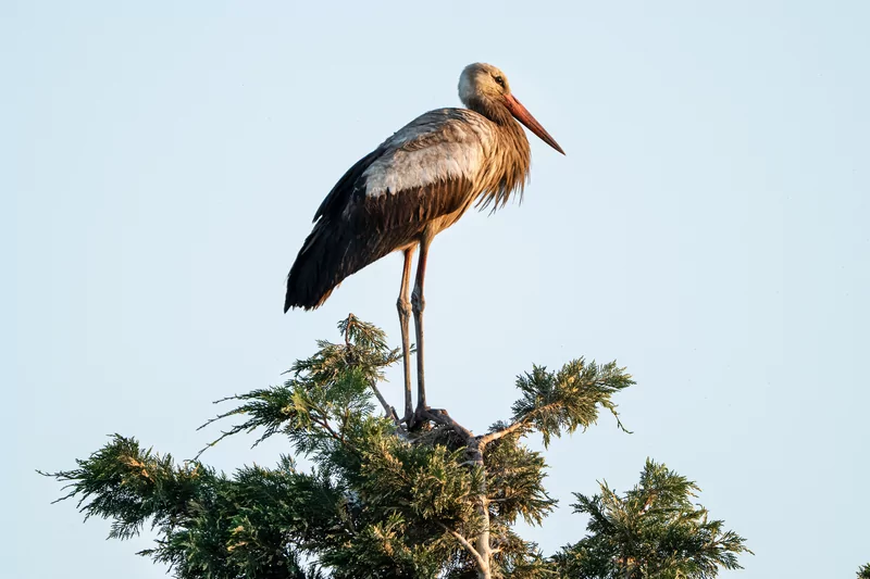 Bursa semalarında yaz neşesi... Aylak leyleklerin akşam buluşması