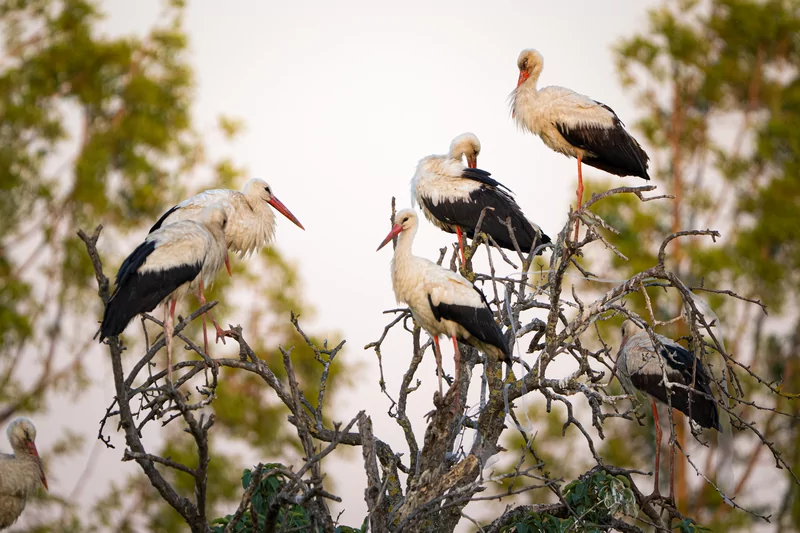 Bursa semalarında yaz neşesi... Aylak leyleklerin akşam buluşması