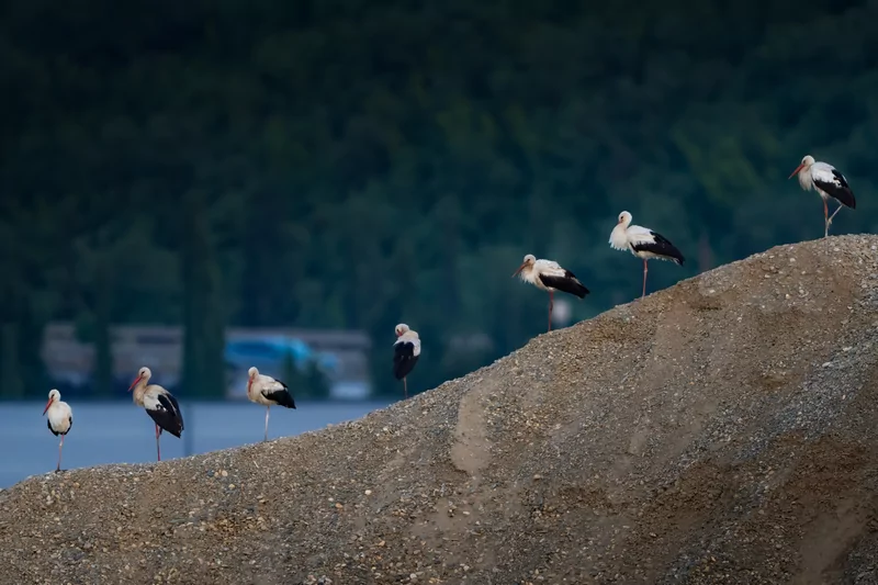 Bursa semalarında yaz neşesi... Aylak leyleklerin akşam buluşması