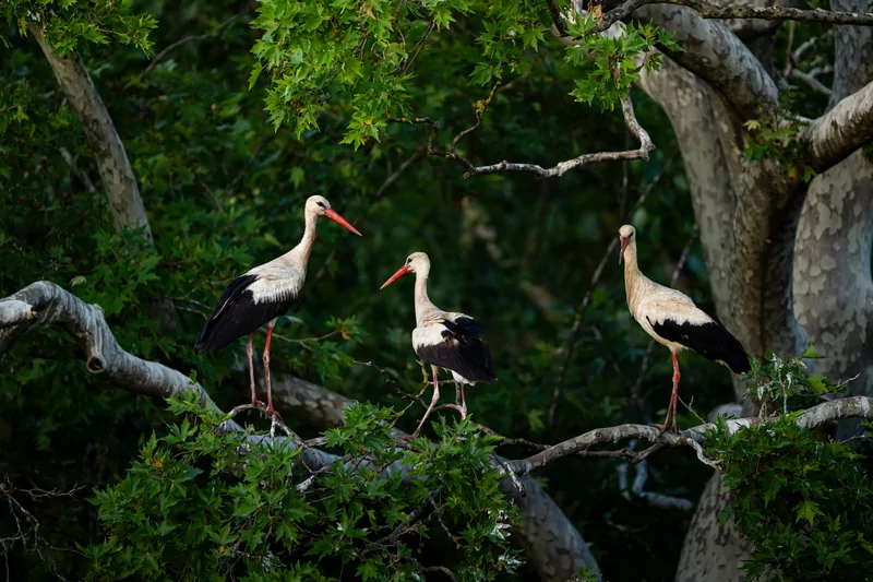 Bursa semalarında yaz neşesi... Aylak leyleklerin akşam buluşması