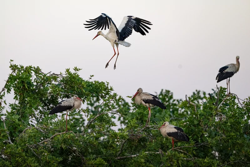 Bursa semalarında yaz neşesi... Aylak leyleklerin akşam buluşması