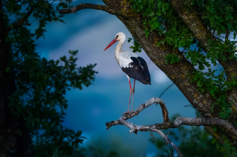 Bursa semalarında yaz neşesi... Aylak leyleklerin akşam buluşması