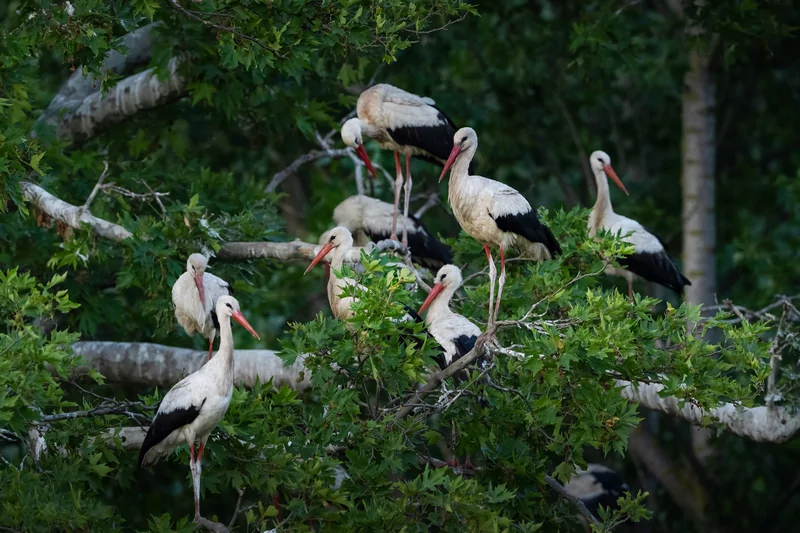 Bursa semalarında yaz neşesi... Aylak leyleklerin akşam buluşması