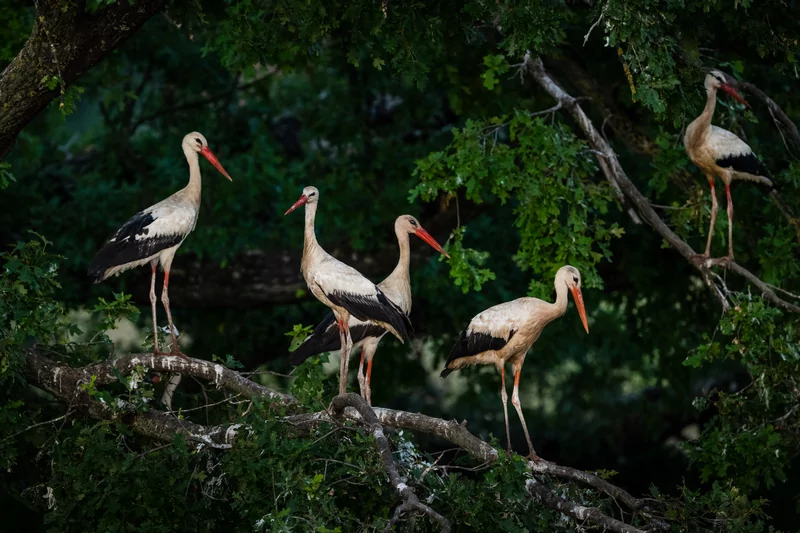 Bursa semalarında yaz neşesi... Aylak leyleklerin akşam buluşması
