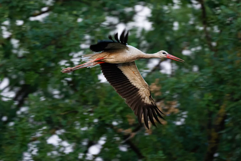 Bursa semalarında yaz neşesi... Aylak leyleklerin akşam buluşması