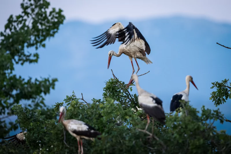 Bursa semalarında yaz neşesi... Aylak leyleklerin akşam buluşması