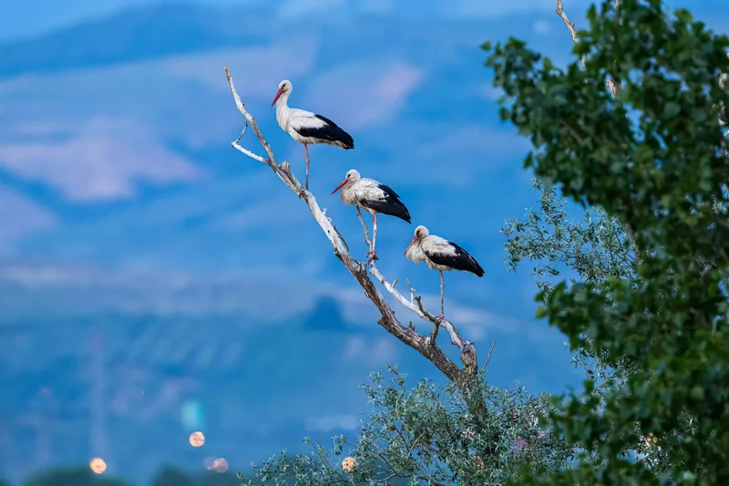 Bursa semalarında yaz neşesi... Aylak leyleklerin akşam buluşması