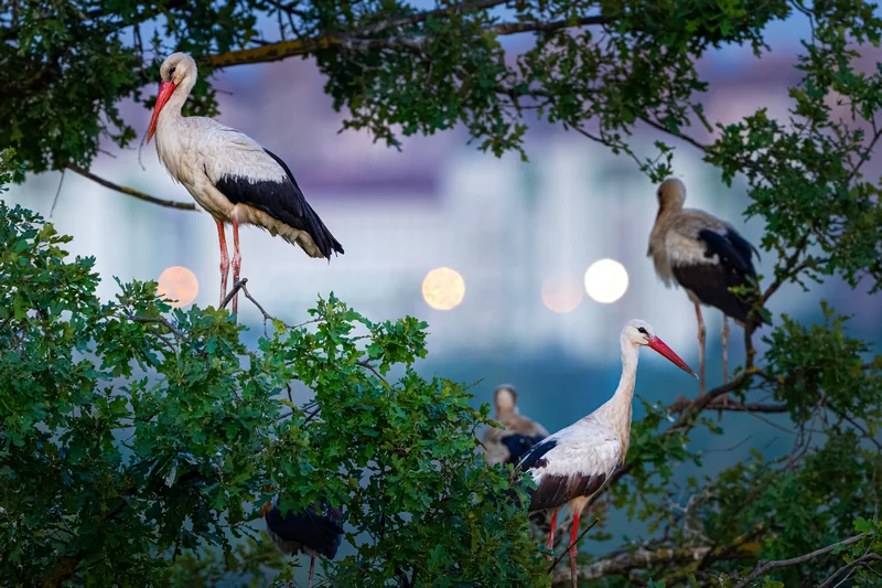 Bursa semalarında yaz neşesi... Aylak leyleklerin akşam buluşması
