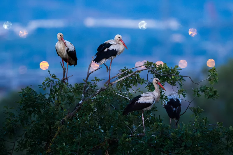 Bursa semalarında yaz neşesi... Aylak leyleklerin akşam buluşması