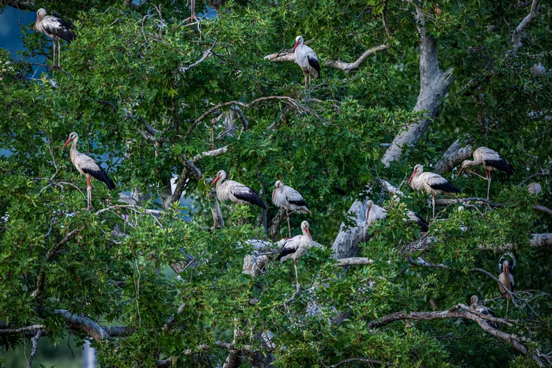 Bursa semalarında yaz neşesi... Aylak leyleklerin akşam buluşması