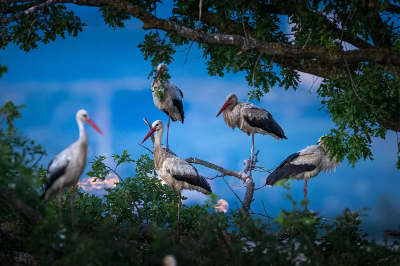 Bursa semalarında yaz neşesi... Aylak leyleklerin akşam buluşması