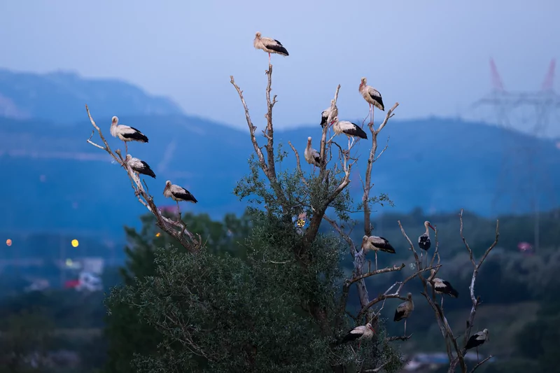 Bursa semalarında yaz neşesi... Aylak leyleklerin akşam buluşması
