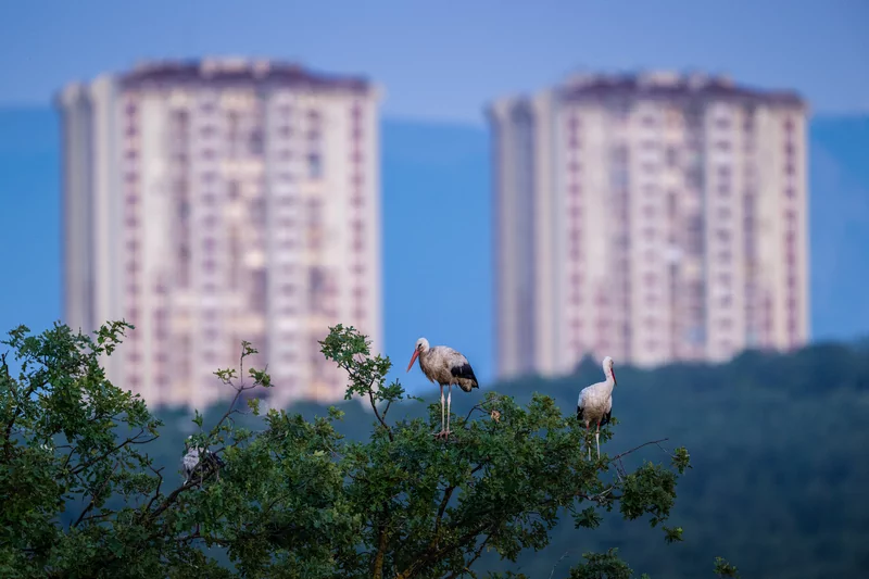 Bursa semalarında yaz neşesi... Aylak leyleklerin akşam buluşması