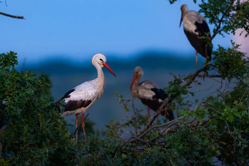 Bursa semalarında yaz neşesi... Aylak leyleklerin akşam buluşması