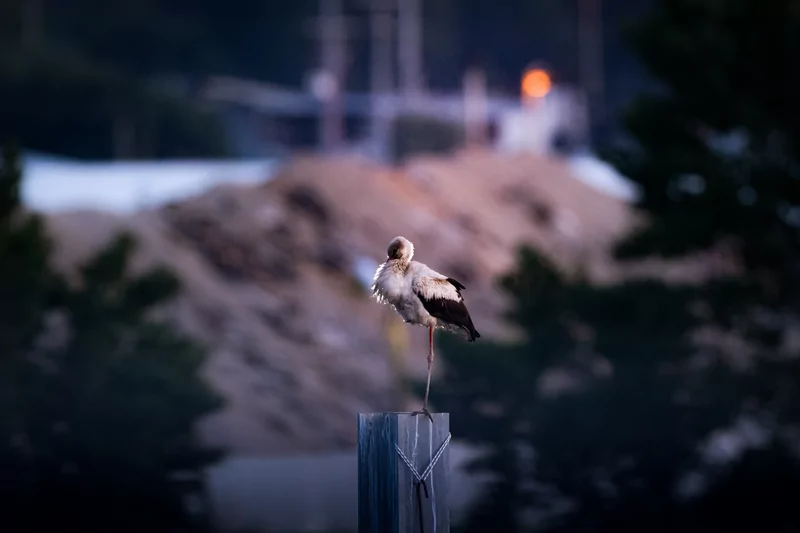 Bursa semalarında yaz neşesi... Aylak leyleklerin akşam buluşması