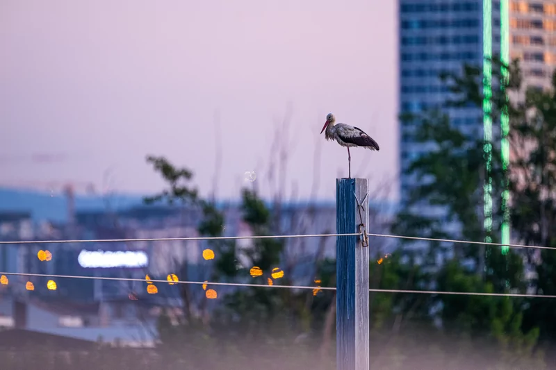 Bursa semalarında yaz neşesi... Aylak leyleklerin akşam buluşması
