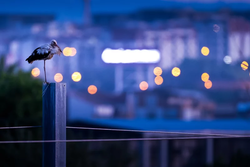 Bursa semalarında yaz neşesi... Aylak leyleklerin akşam buluşması