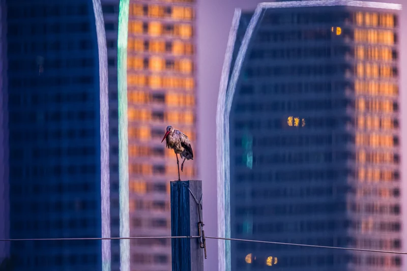 Bursa semalarında yaz neşesi... Aylak leyleklerin akşam buluşması
