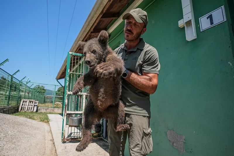 Bursa ayı barınağının minik sakinleri özenle büyütülüyor