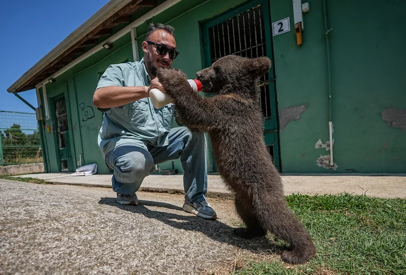 Bursa ayı barınağının minik sakinleri özenle büyütülüyor