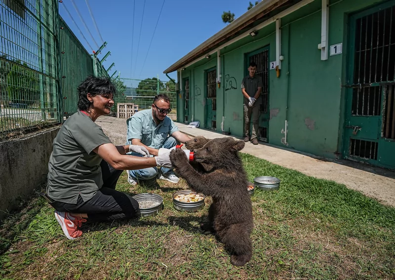 Bursa ayı barınağının minik sakinleri özenle büyütülüyor