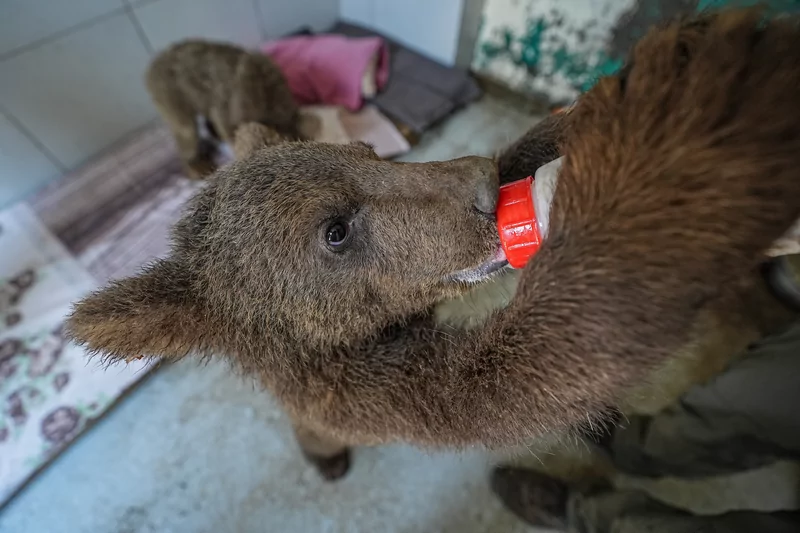 Bursa ayı barınağının minik sakinleri özenle büyütülüyor