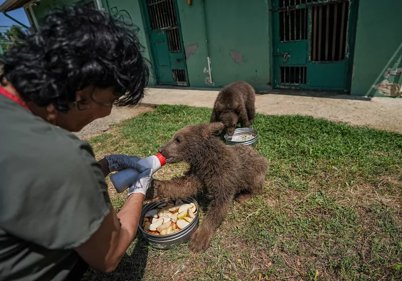 Bursa ayı barınağının minik sakinleri özenle büyütülüyor