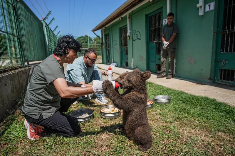 Bursa ayı barınağının minik sakinleri özenle büyütülüyor