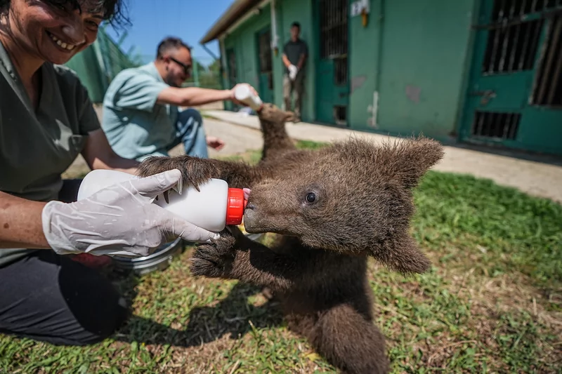 Bursa ayı barınağının minik sakinleri özenle büyütülüyor