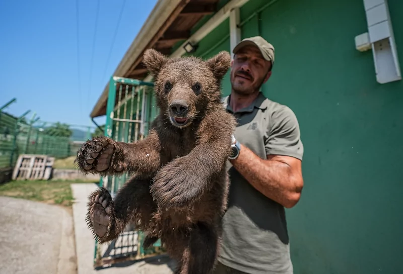 Bursa ayı barınağının minik sakinleri özenle büyütülüyor