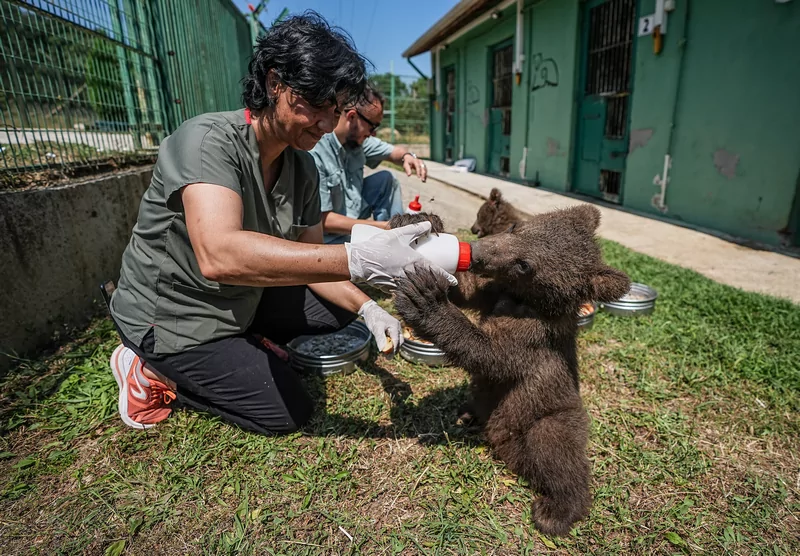 Bursa ayı barınağının minik sakinleri özenle büyütülüyor