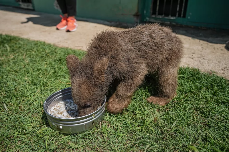Bursa ayı barınağının minik sakinleri özenle büyütülüyor