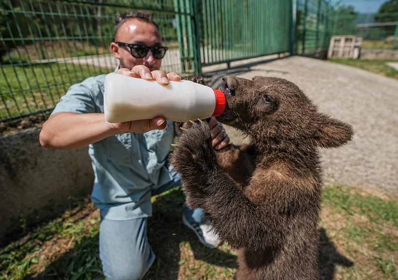Bursa ayı barınağının minik sakinleri özenle büyütülüyor