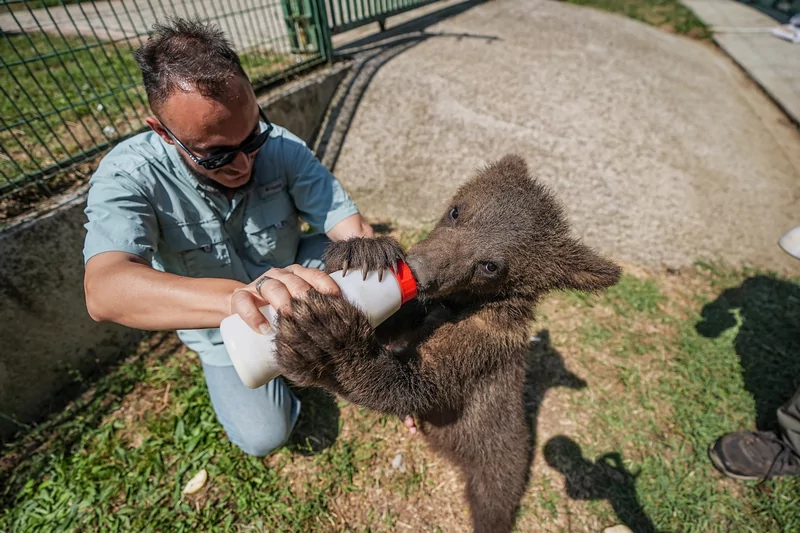 Bursa ayı barınağının minik sakinleri özenle büyütülüyor