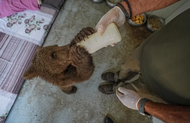 Bursa ayı barınağının minik sakinleri özenle büyütülüyor